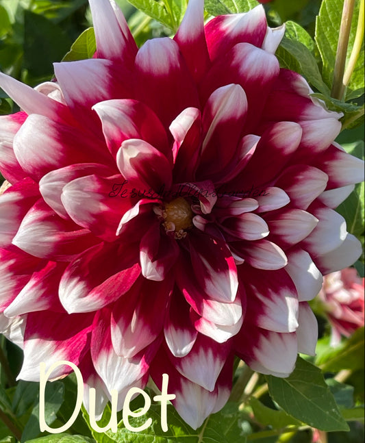 Duet Dahlia