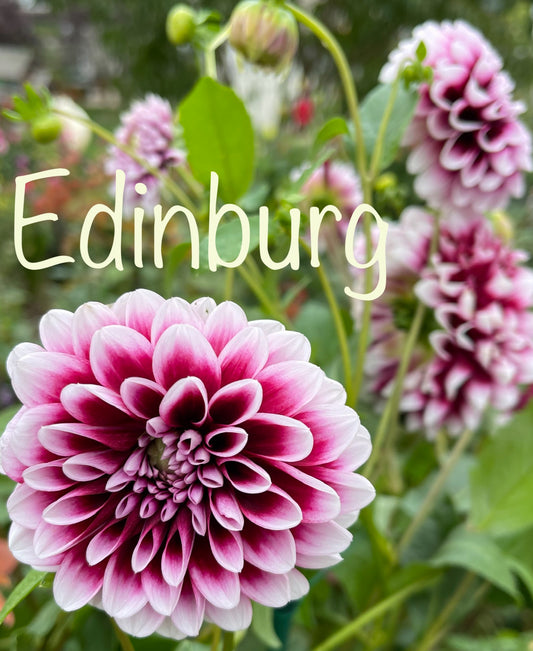 Edinburg Dahlia