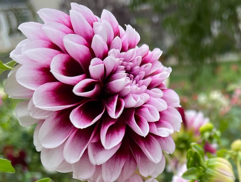 Edinburg Dahlia