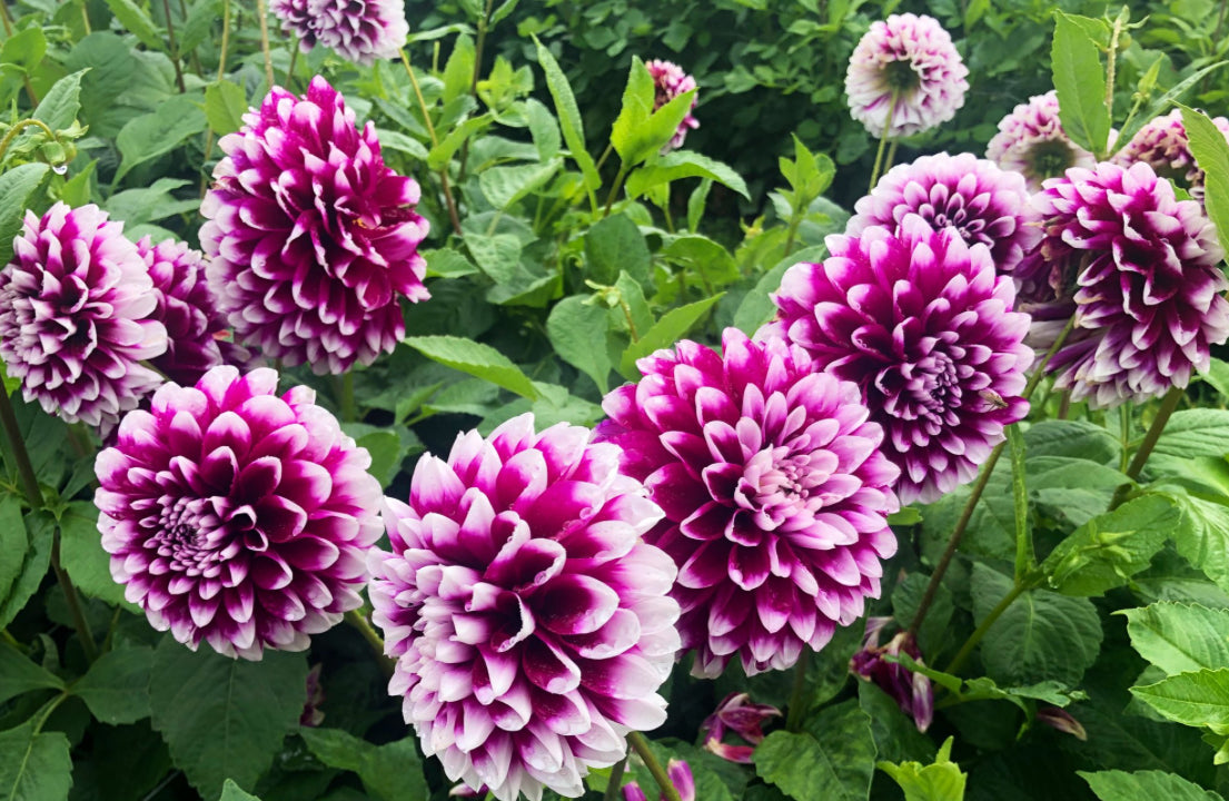 Edinburg Dahlia