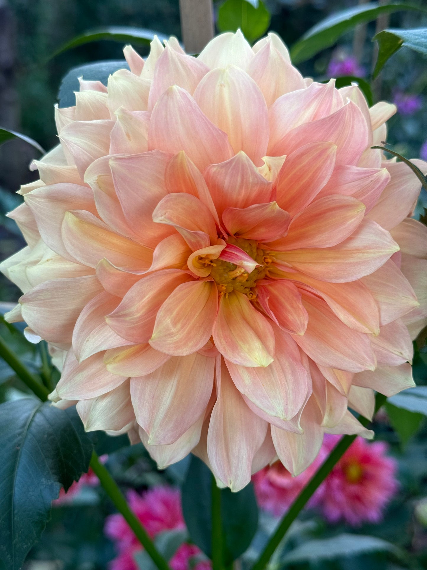 Normandy Bright Day Dahlia