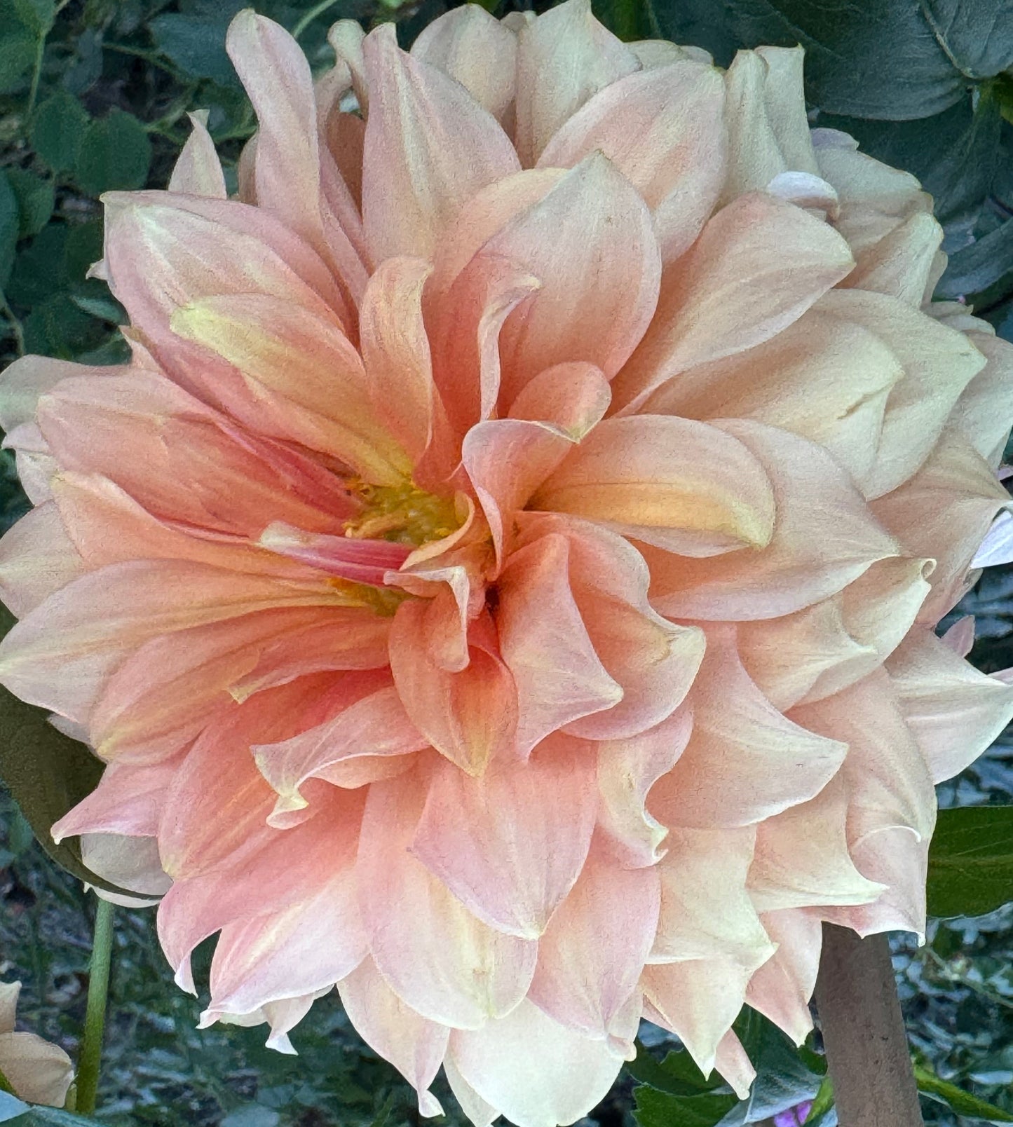 Normandy Bright Day Dahlia