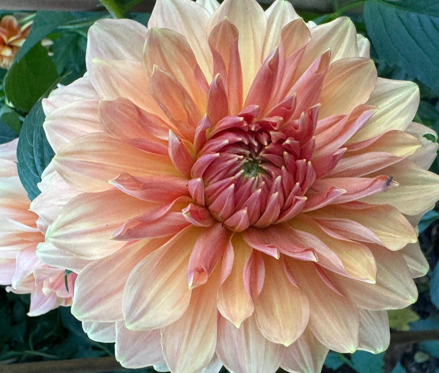 Normandy Bright Day Dahlia