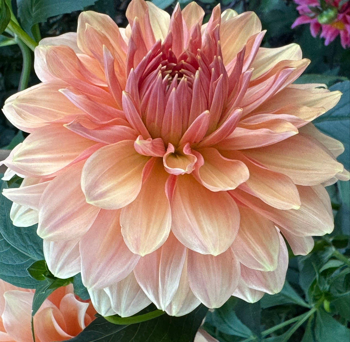 Normandy Bright Day Dahlia