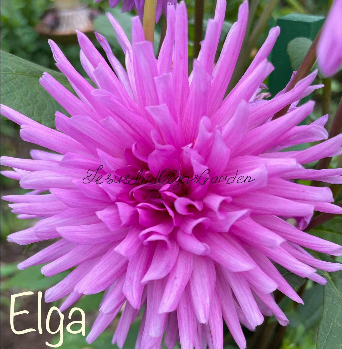 Elga Dahlia