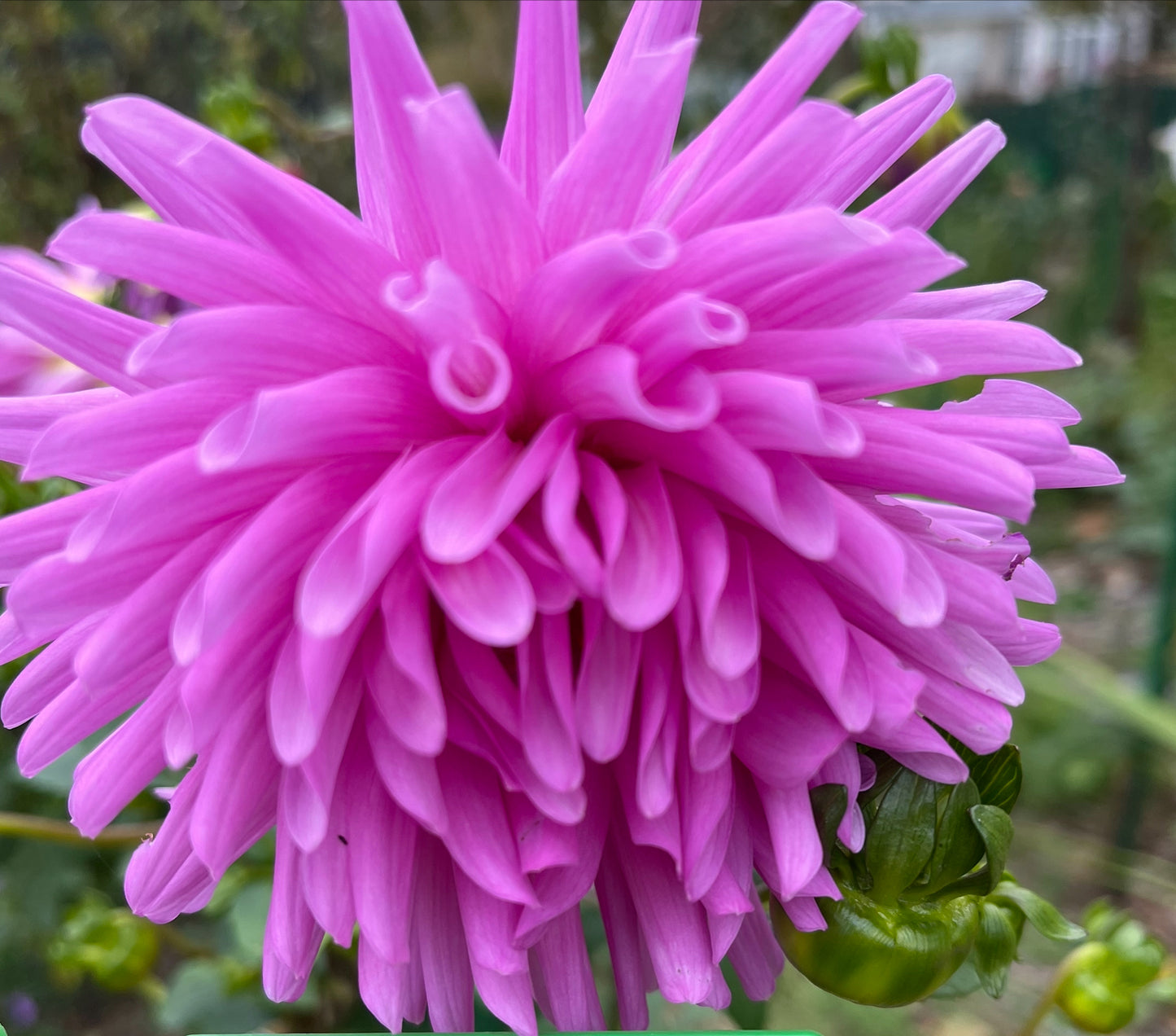 Elga Dahlia