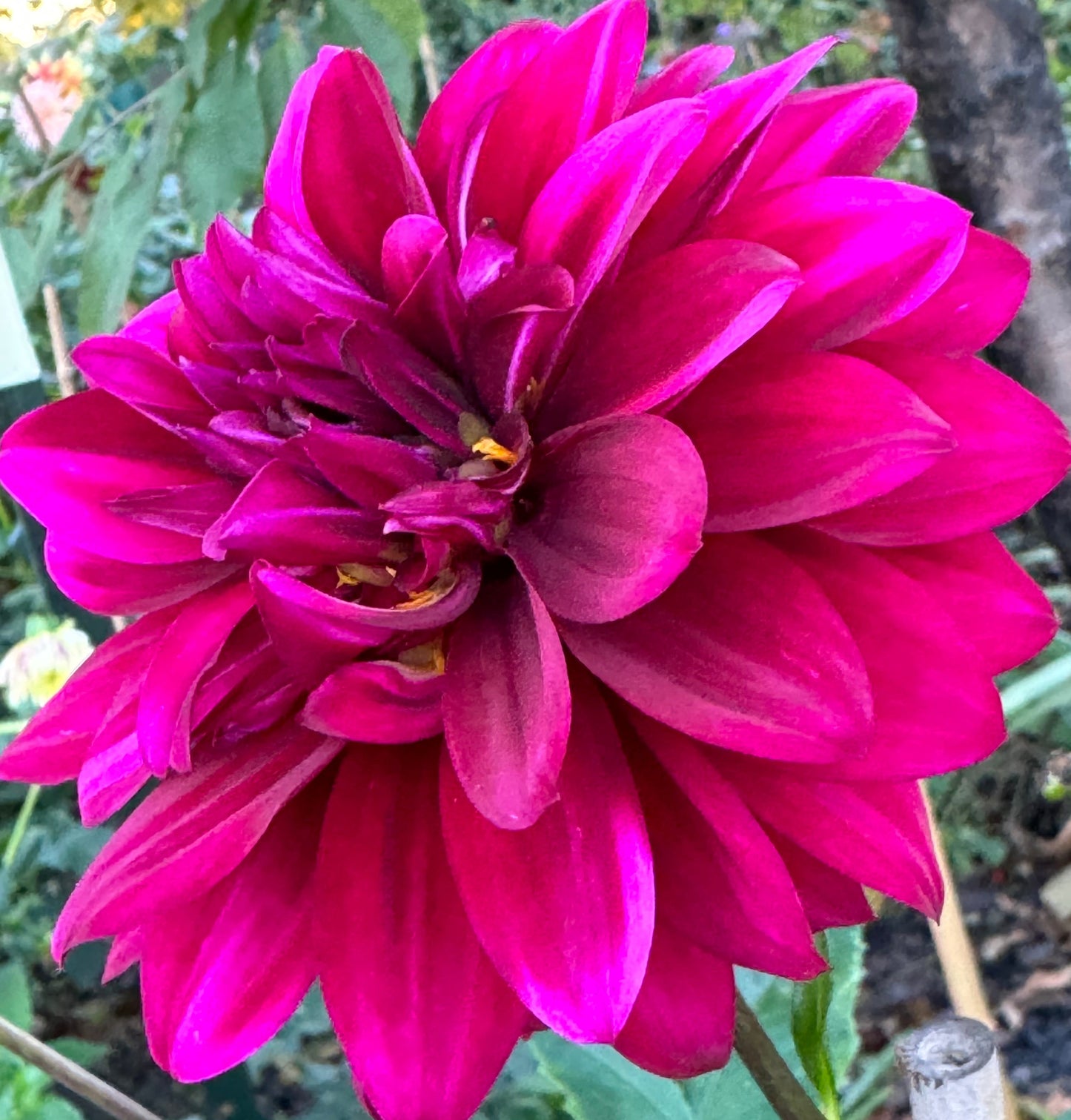 Toby Dahlia