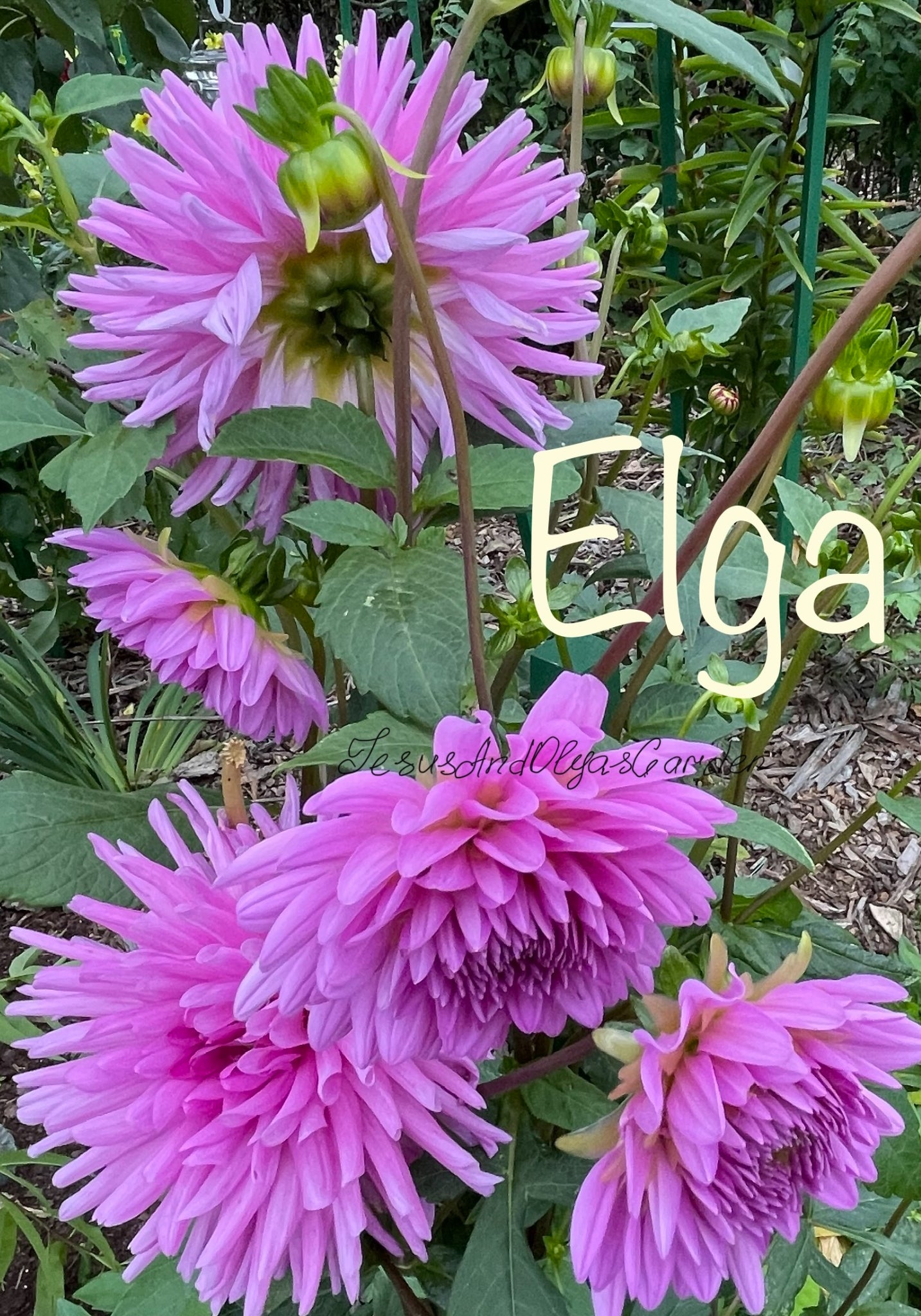 Elga Dahlia