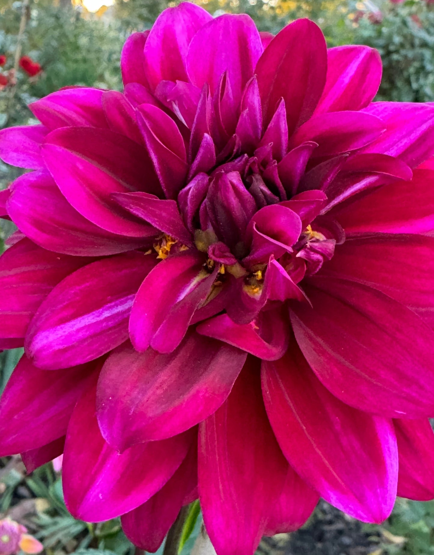 Toby Dahlia