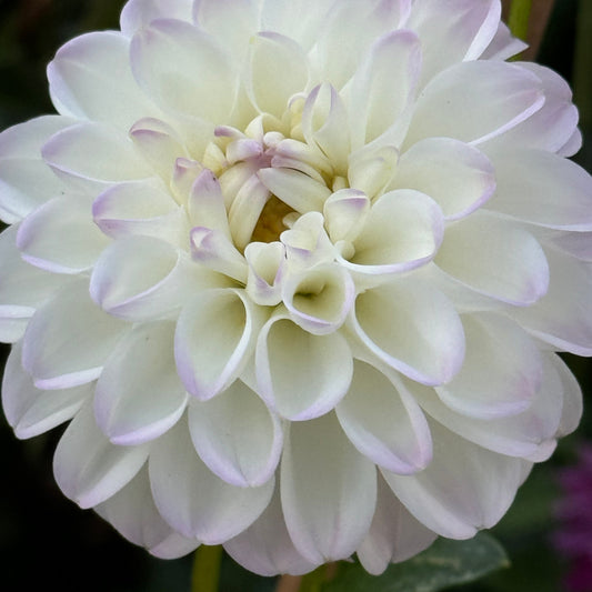 Dorothy Rose  Dahlia