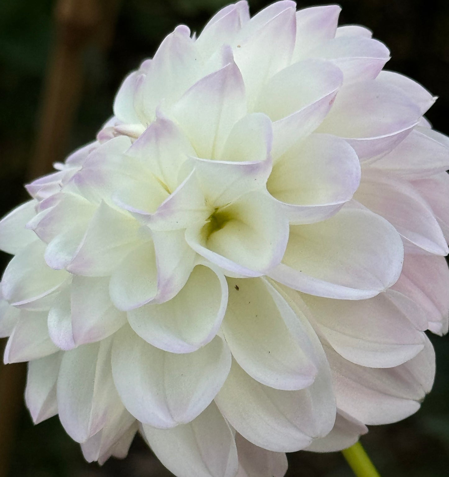Midnight Moon Dahlia
