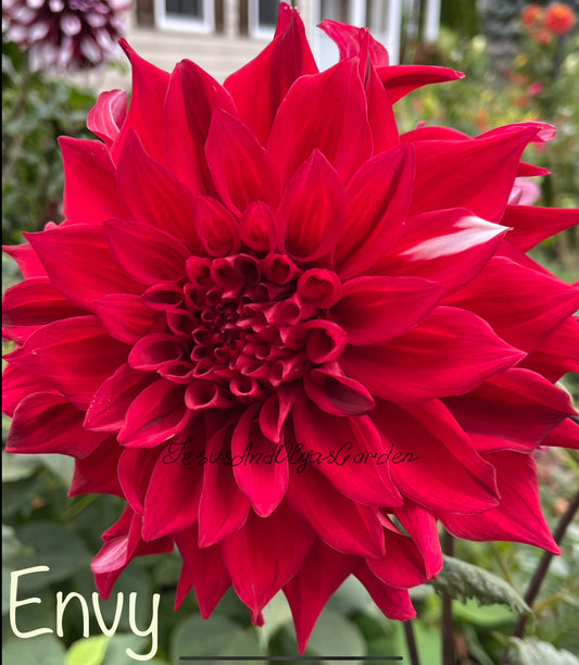 Envy Dahlia