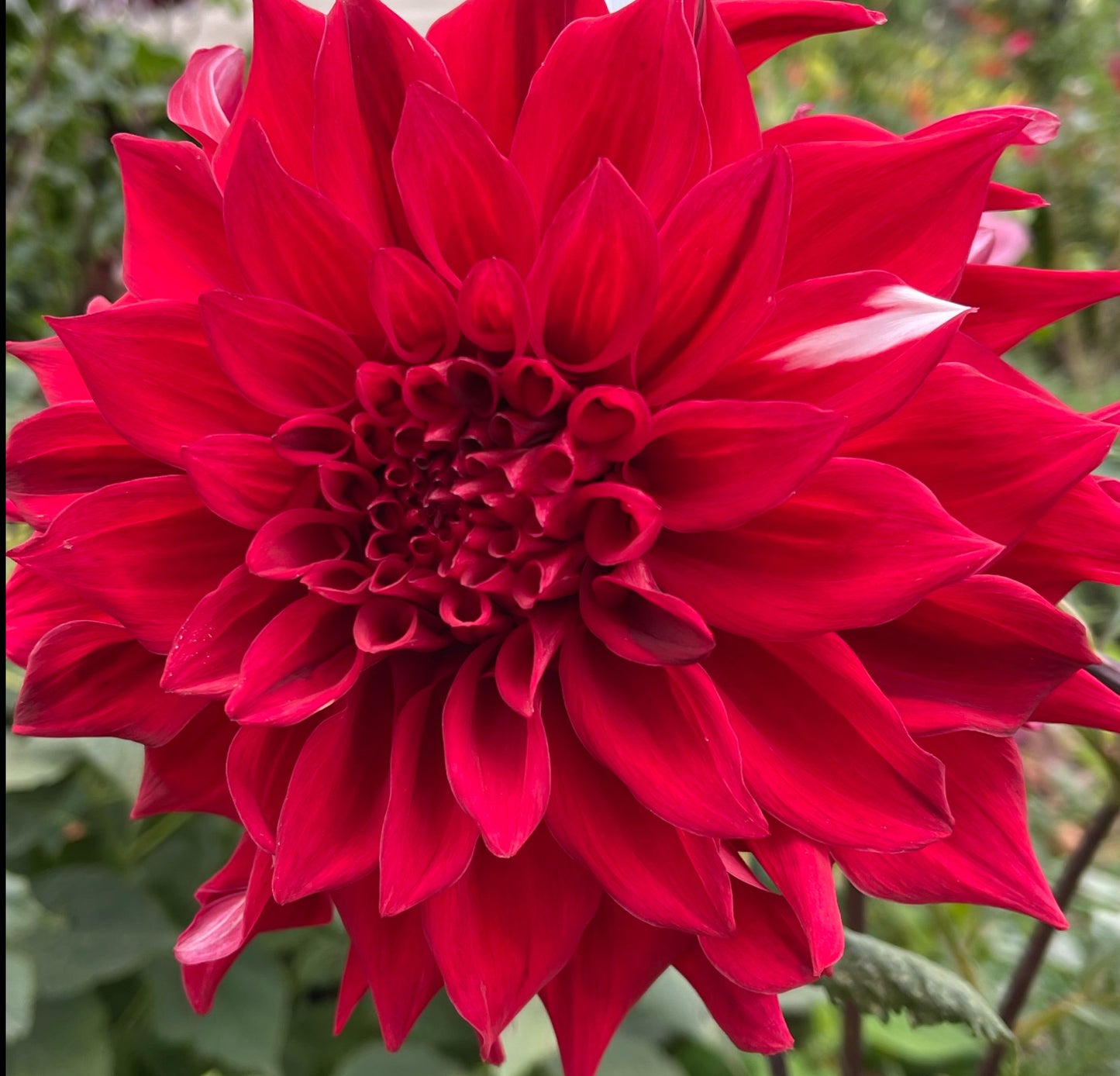 Envy Dahlia