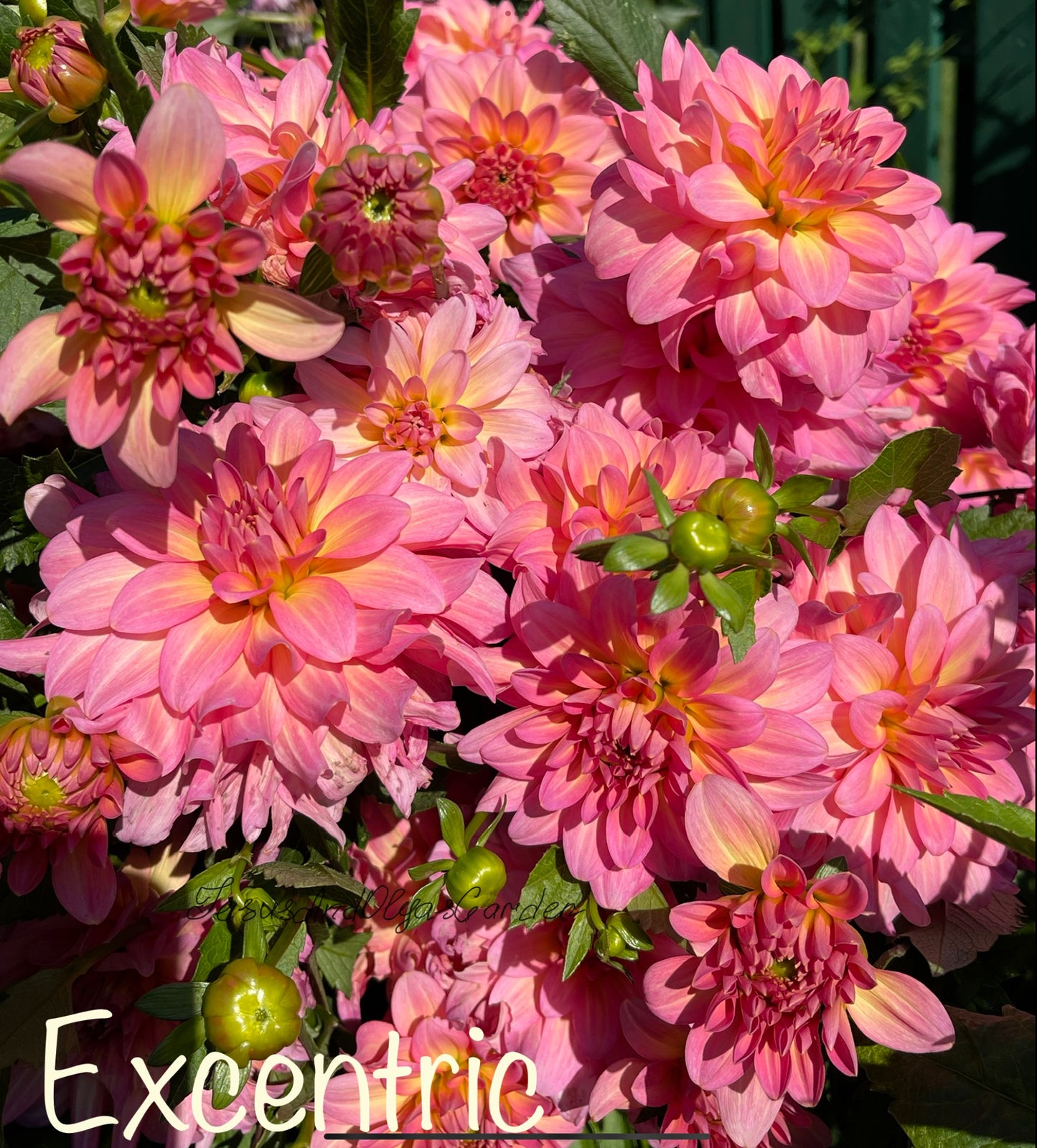 Excentric Dahlia