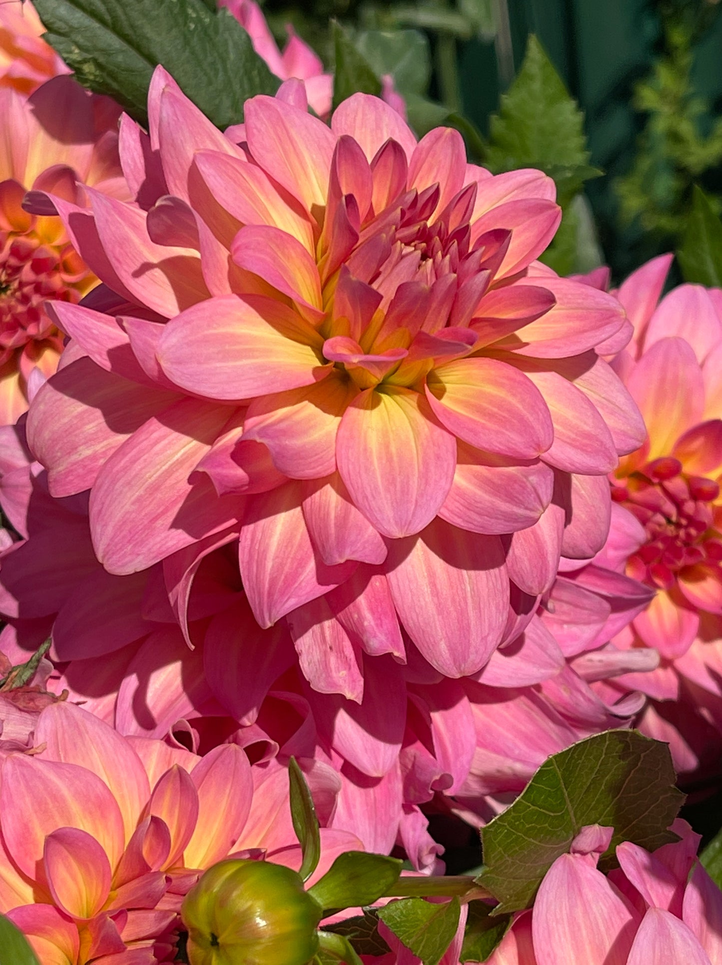 Excentric Dahlia