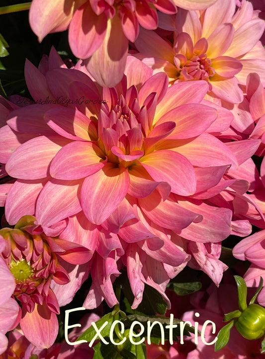 Excentric Dahlia