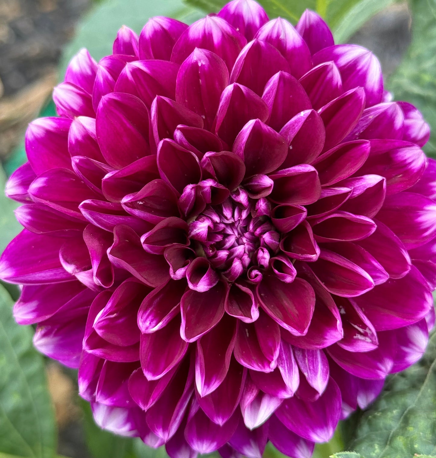 Wicky Woo Dahlia