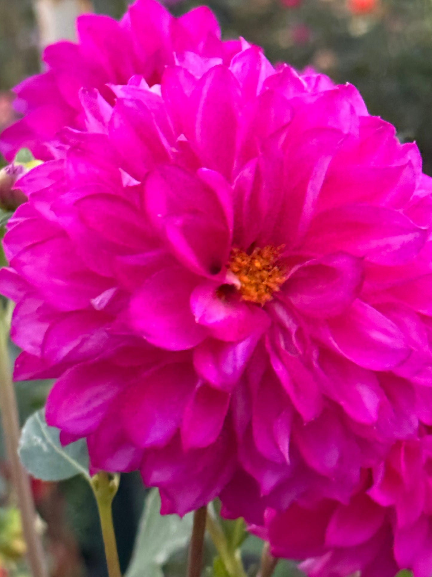 Norma Dahlia