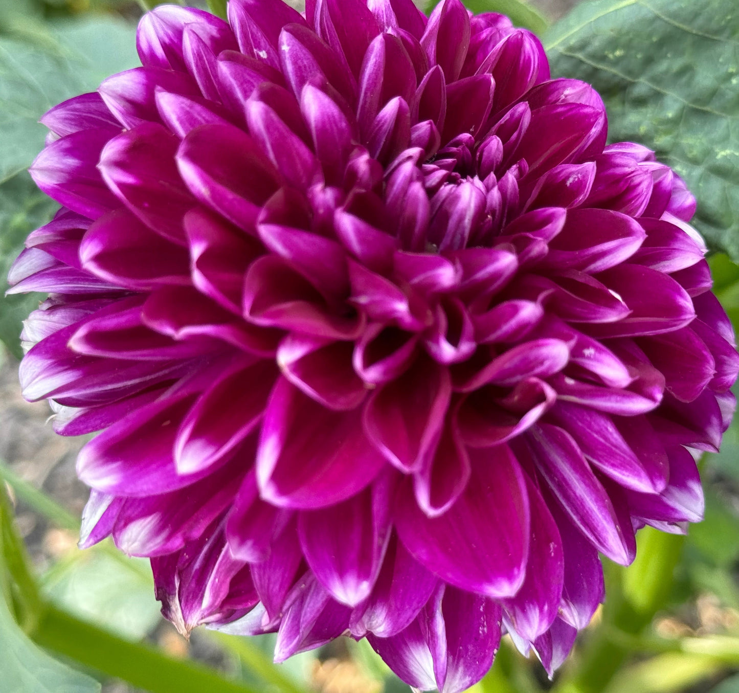 Wicky Woo Dahlia