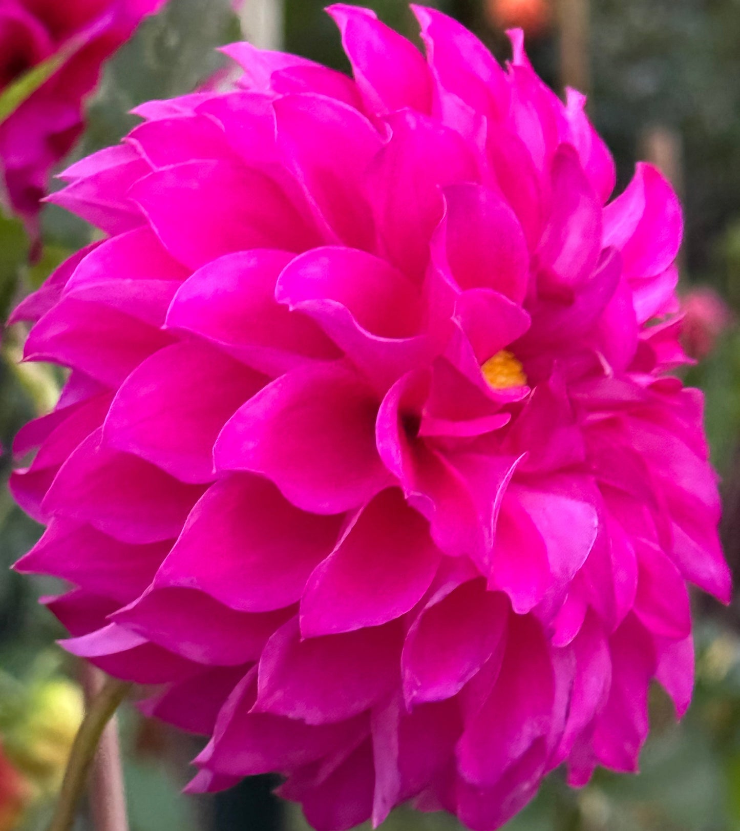 Norma Dahlia