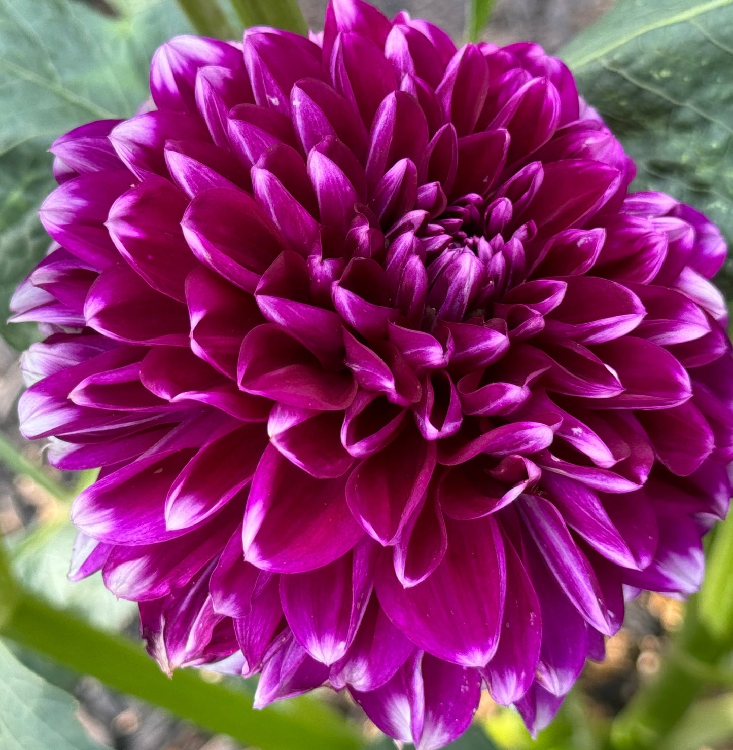 Wicky Woo Dahlia