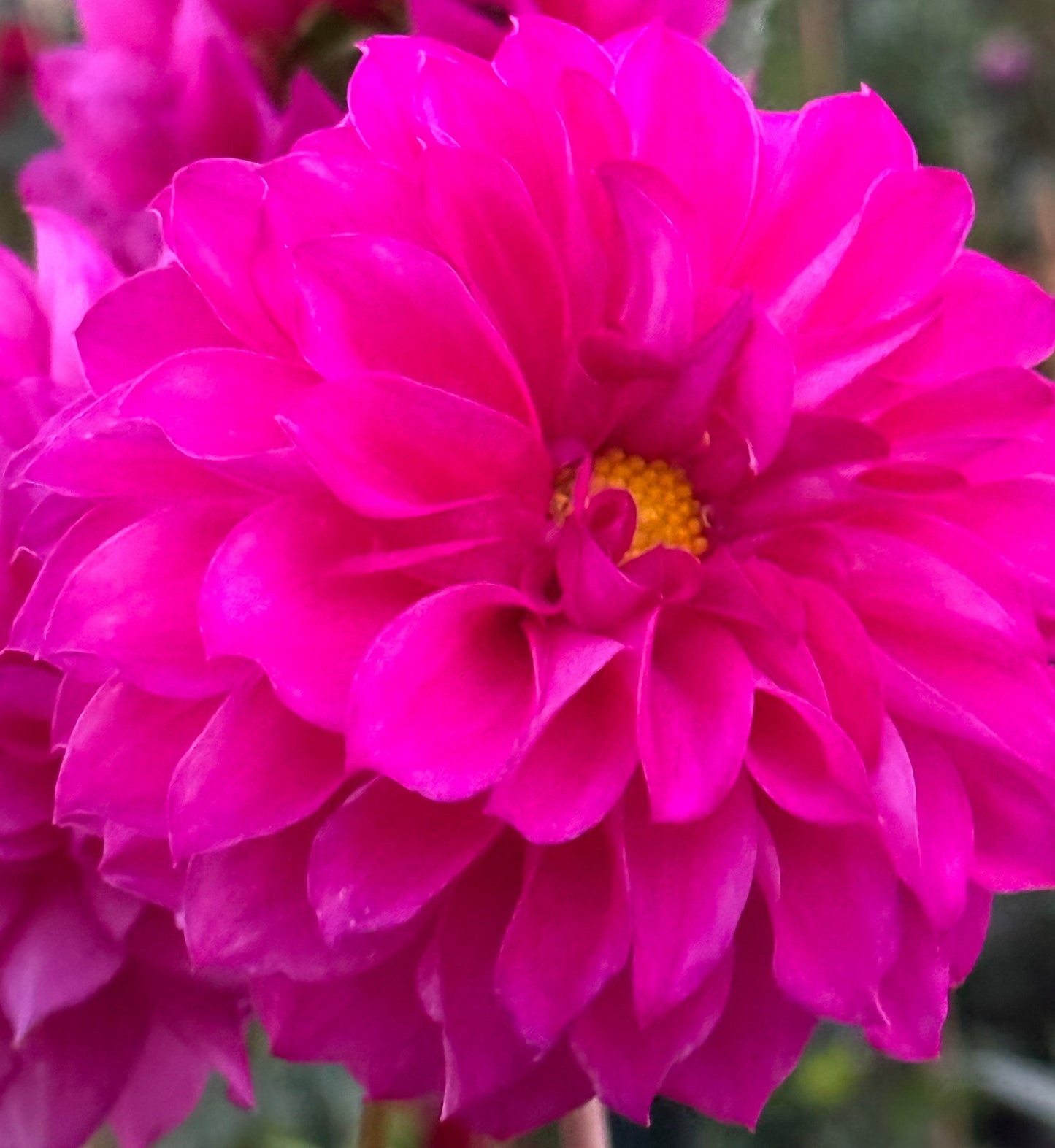 Norma Dahlia