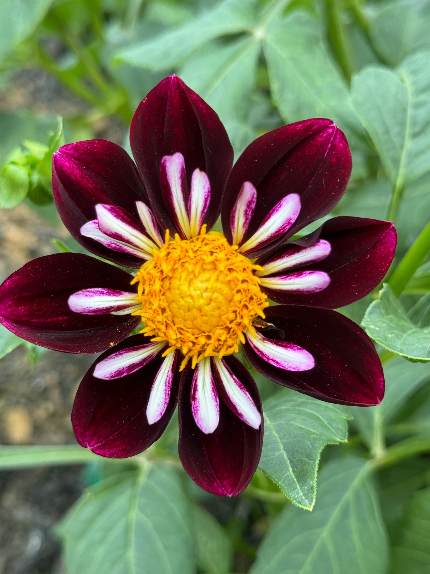 Bee-Yond Dahlia