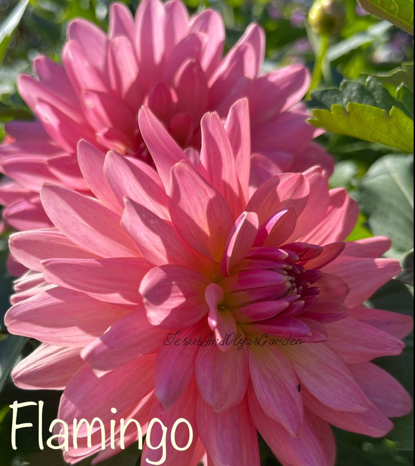 Flamingo Dahlia