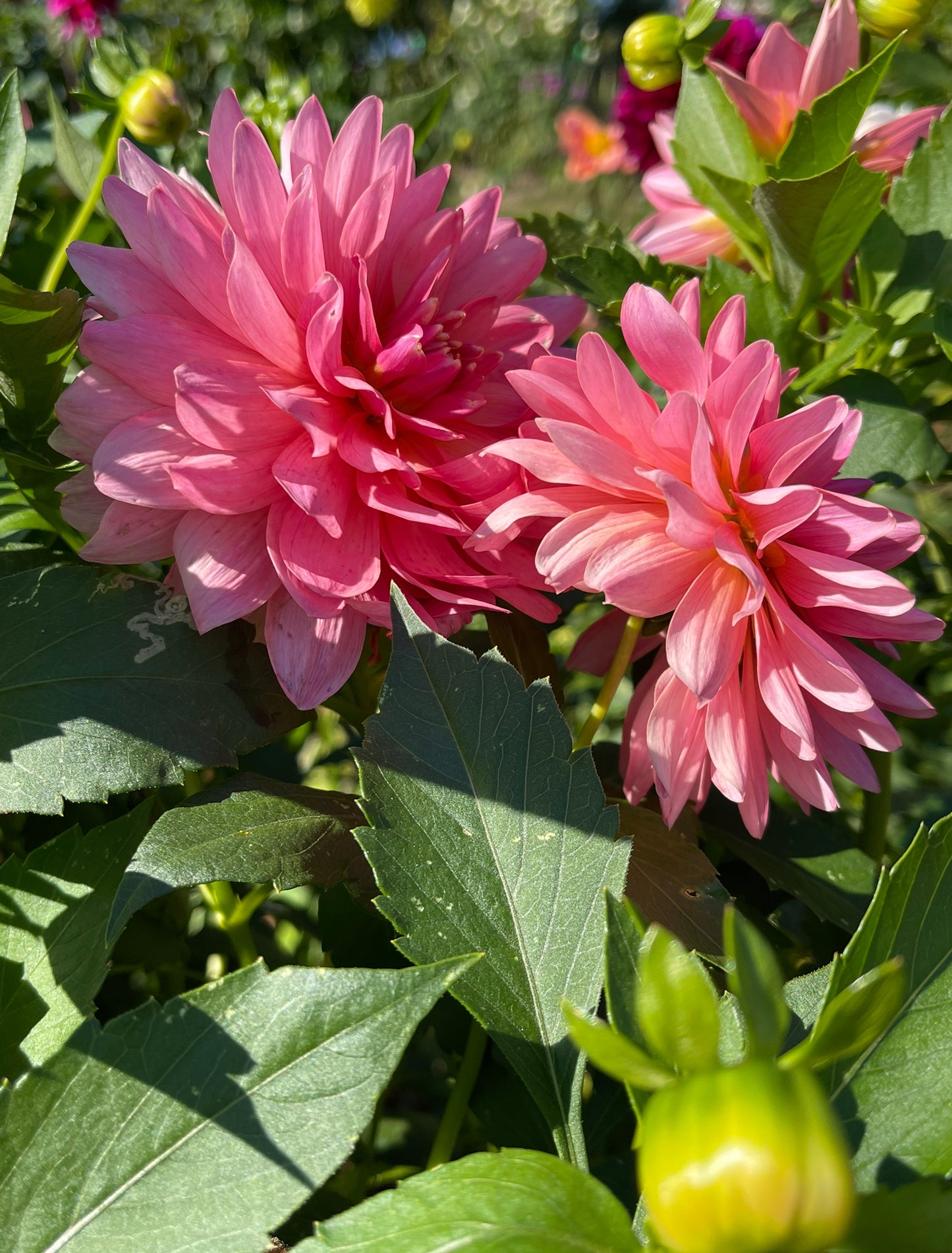 Flamingo Dahlia