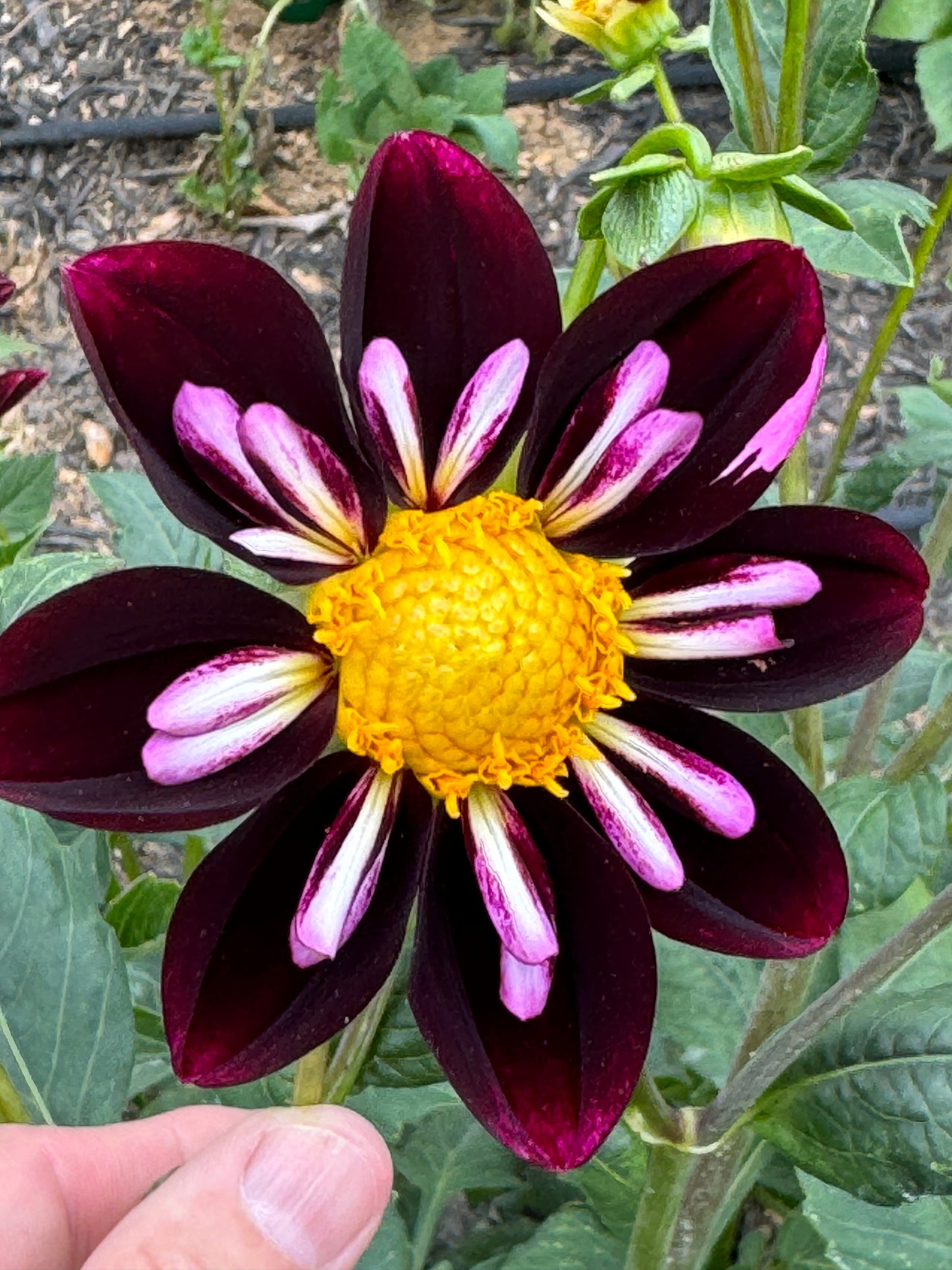 Bee-Yond Dahlia