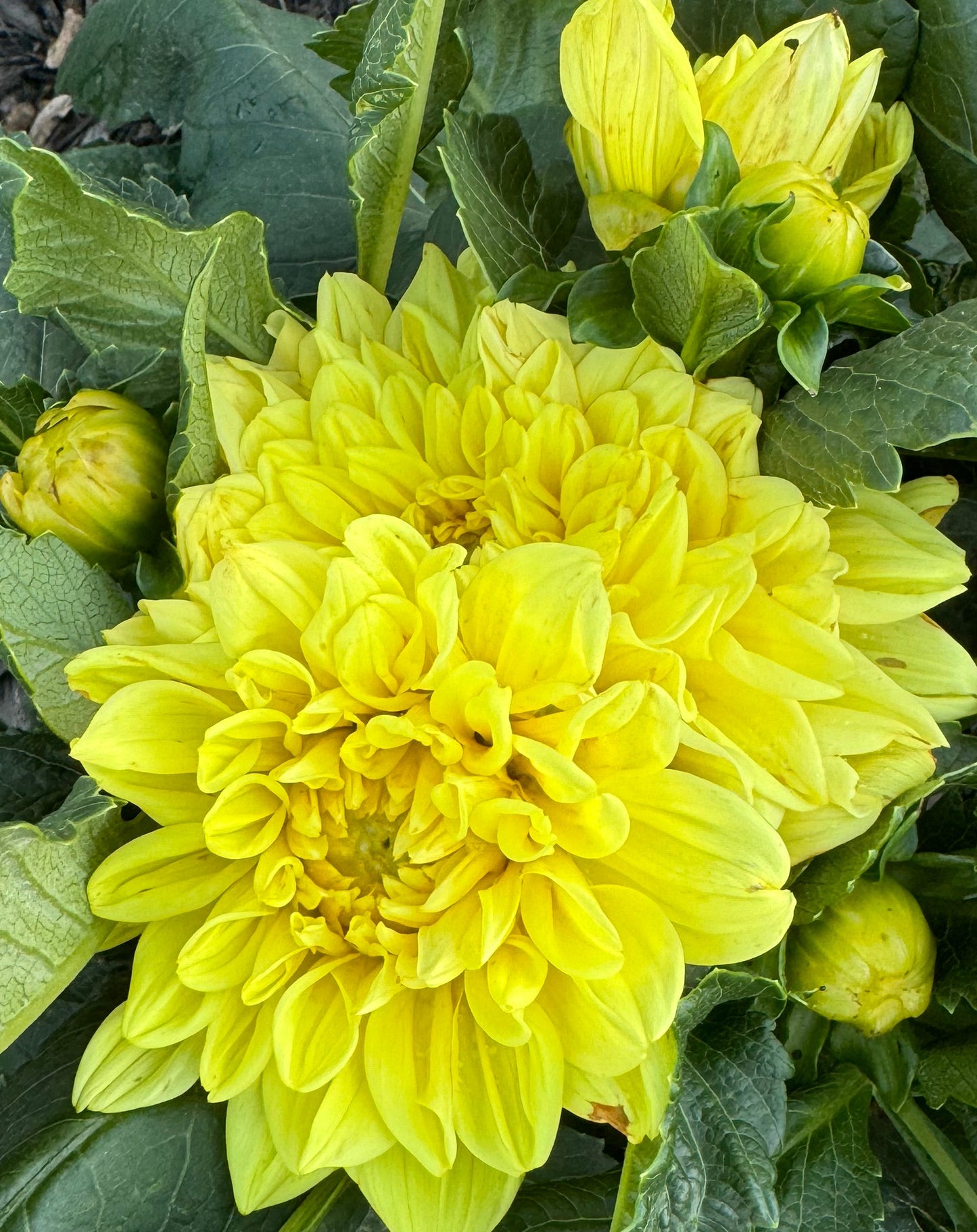 Darling Yellow Dahlia