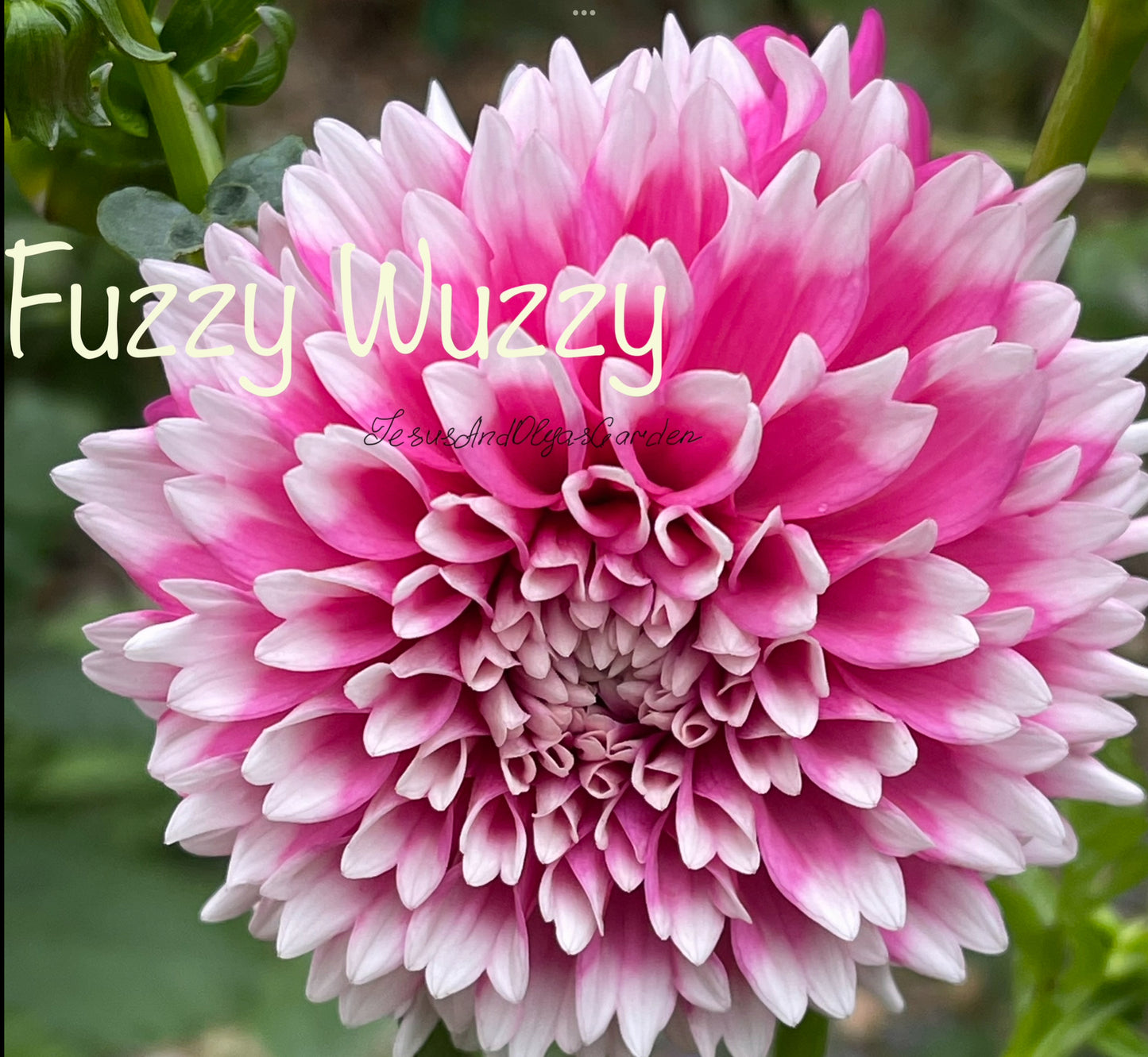 Fuzzy Wuzzy Dahlia