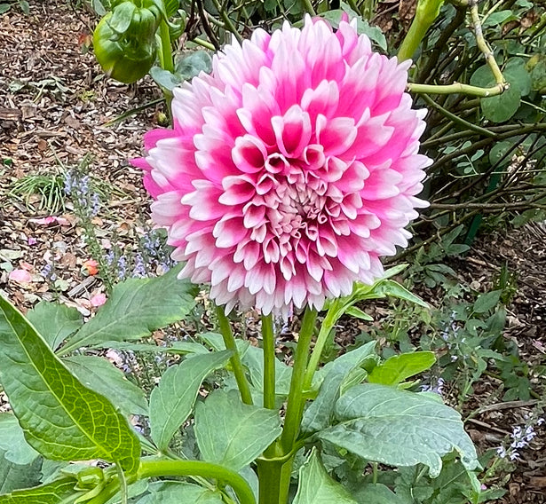 Fuzzy Wuzzy Dahlia