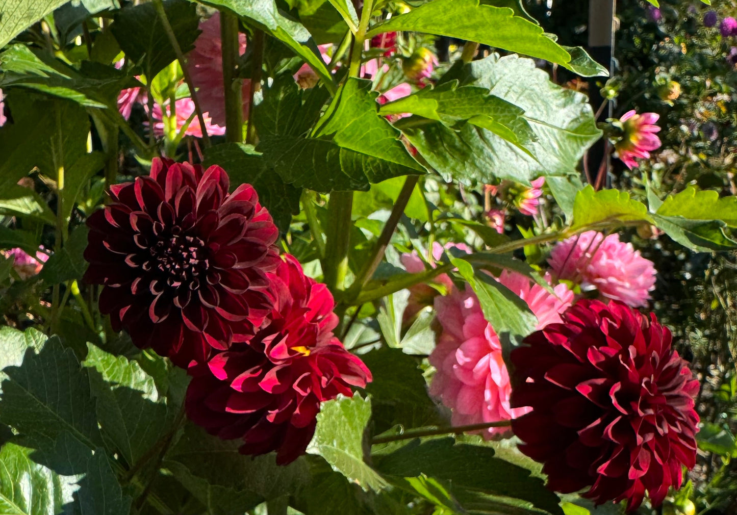 Fidalgo Blackie Dahlia