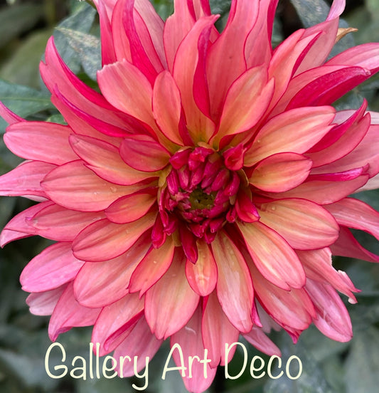 Gallery Art Deco Dahlia