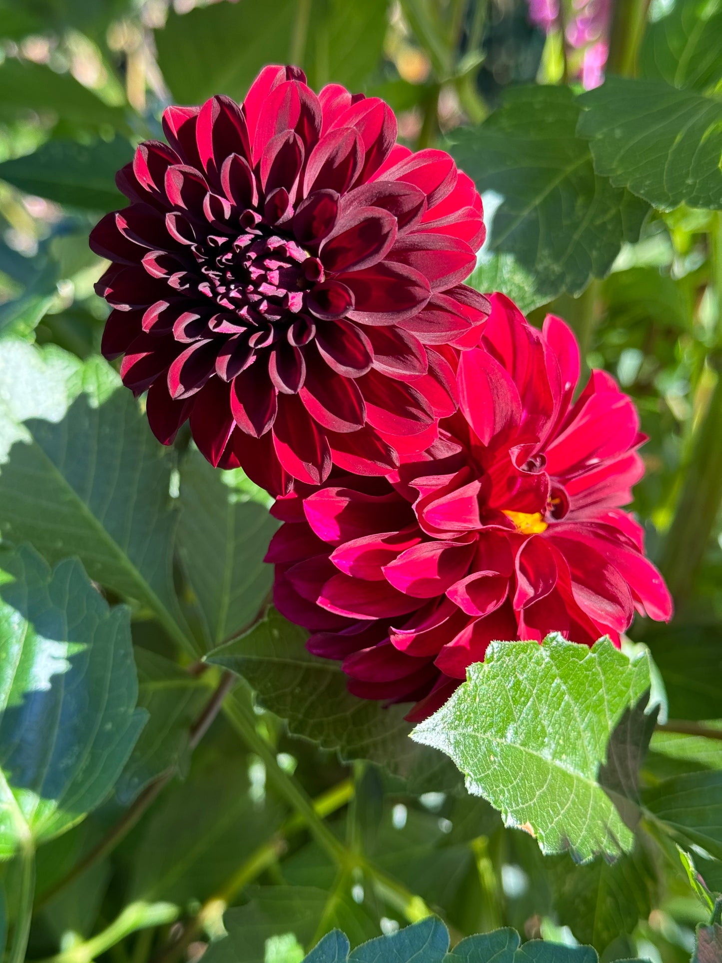 Fidalgo Blackie Dahlia