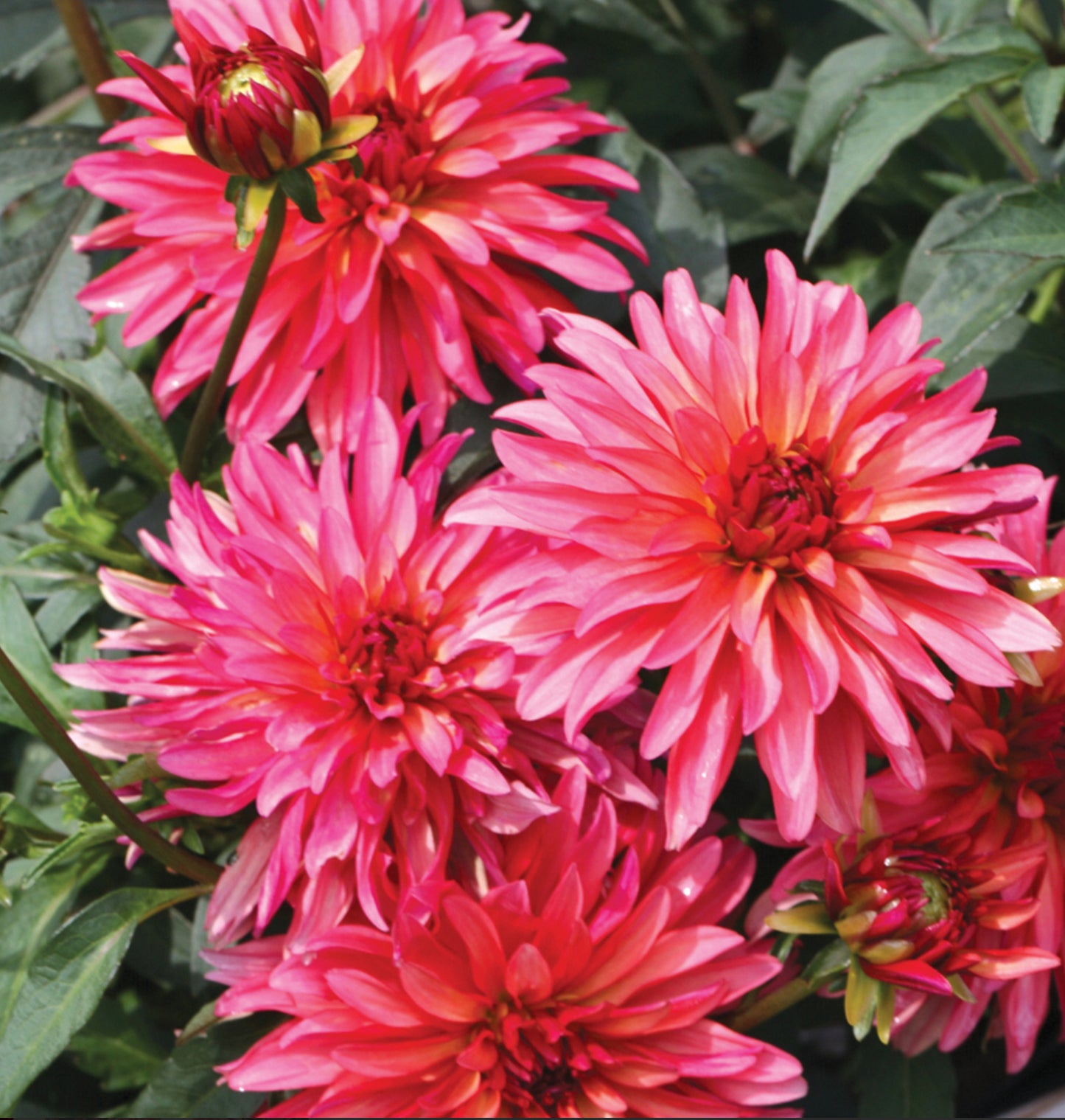 Gallery Art Deco Dahlia