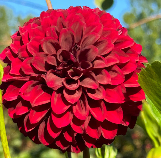 Fidalgo Blackie Dahlia