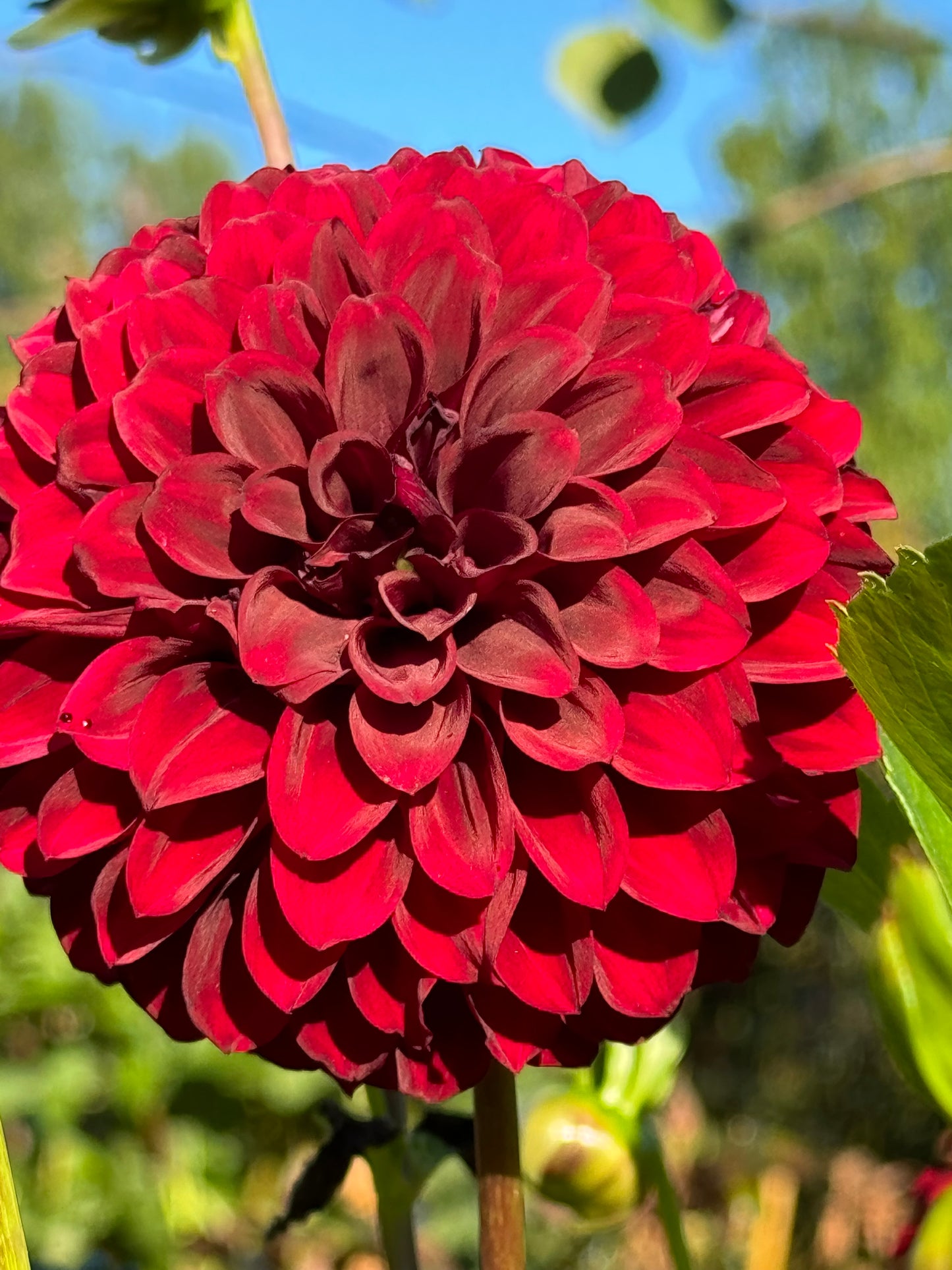 Fidalgo Blackie Dahlia