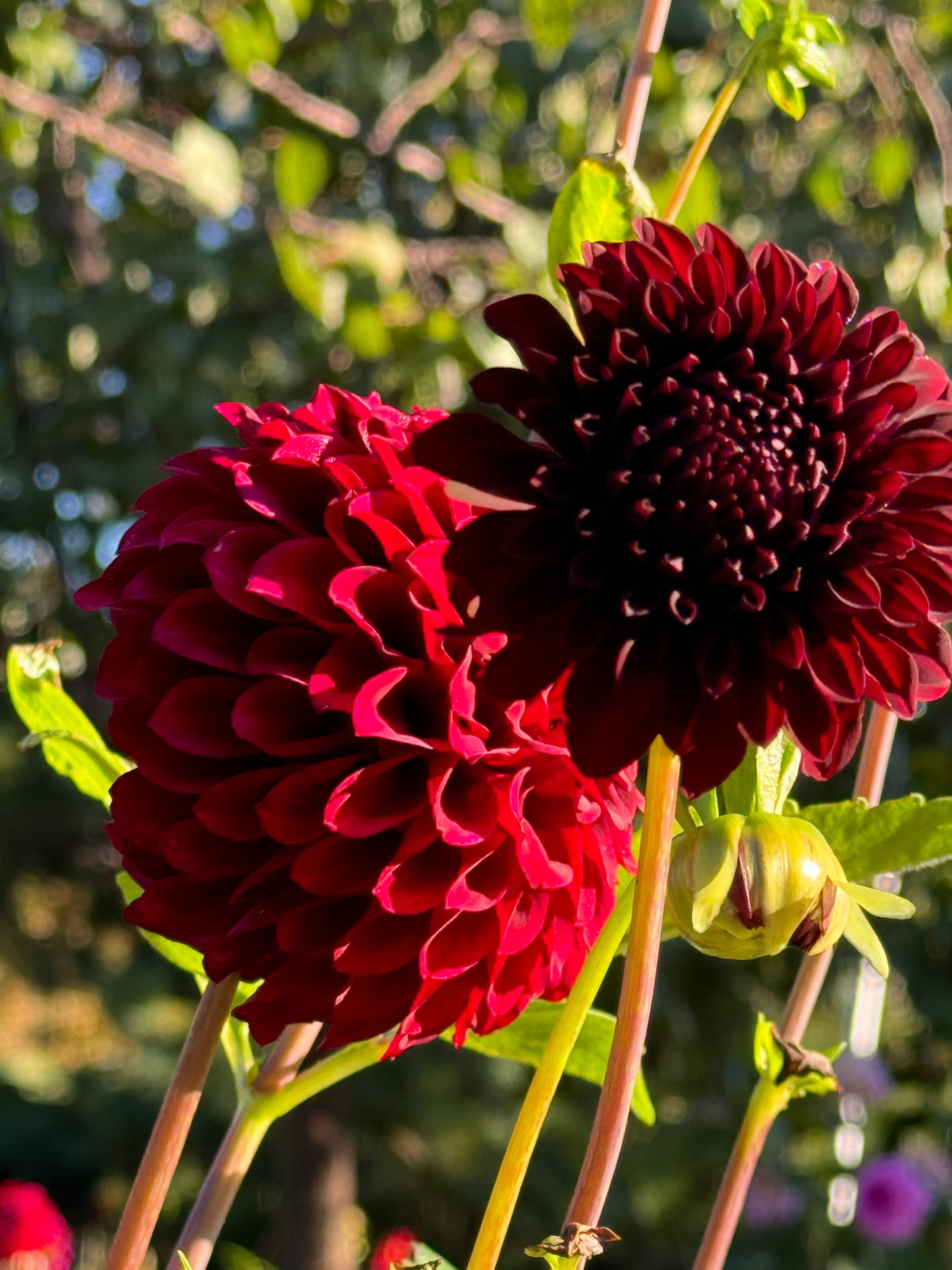 Fidalgo Blackie Dahlia