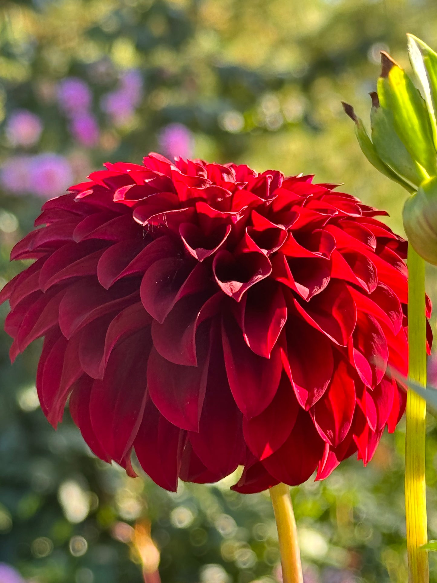 Fidalgo Blackie Dahlia