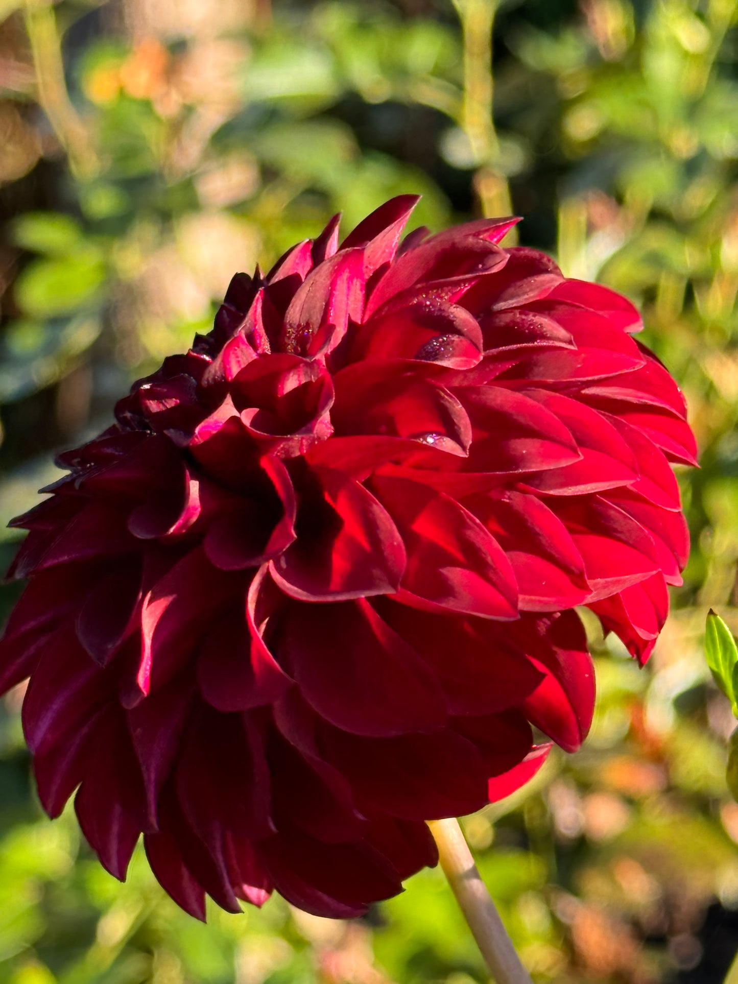 Fidalgo Blackie Dahlia