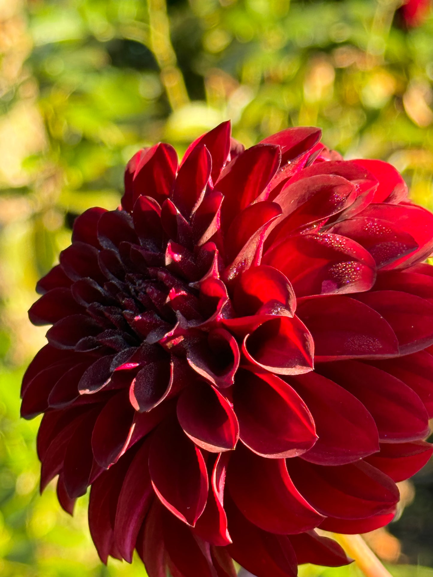 Fidalgo Blackie Dahlia