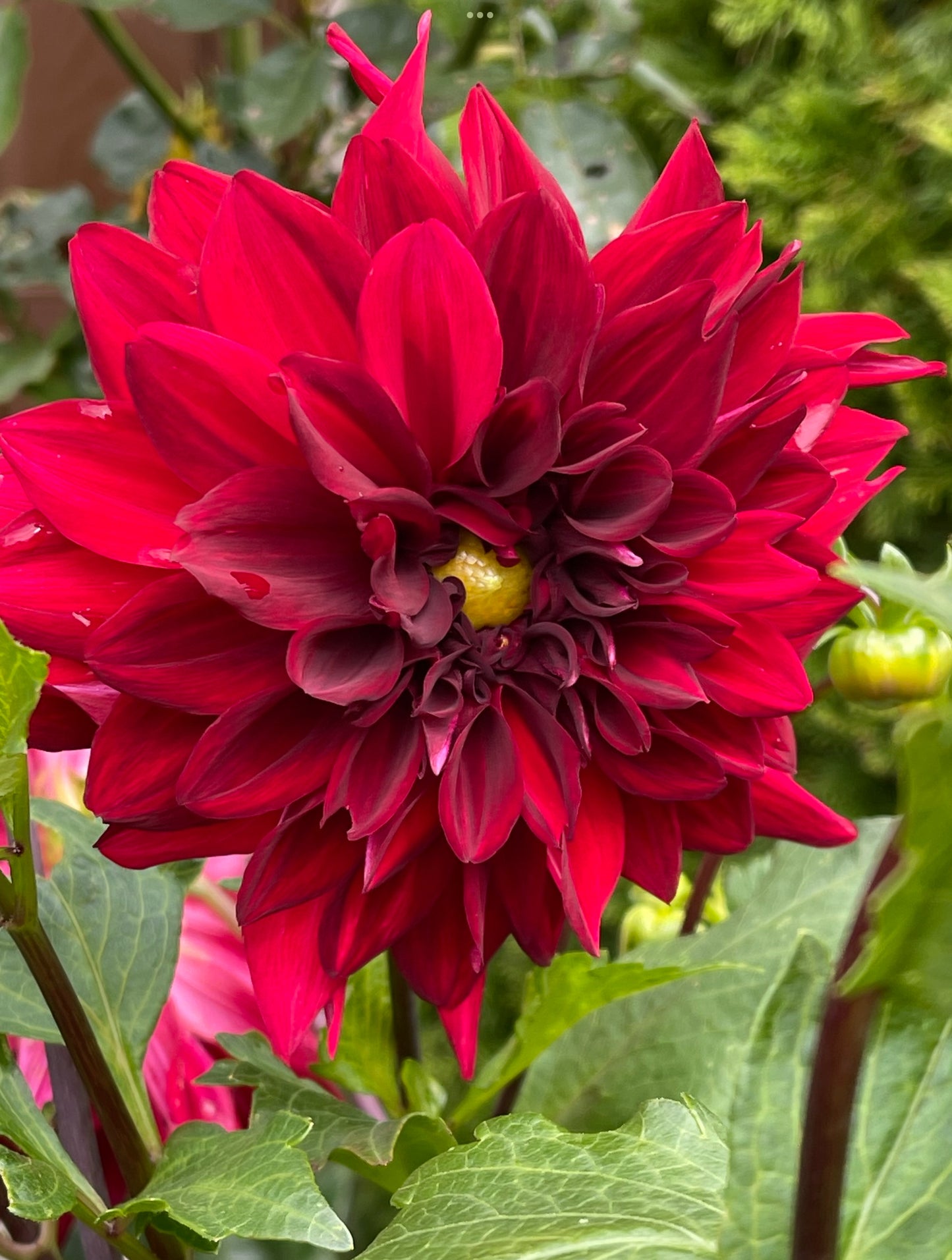 Garden Wonder Dahlia