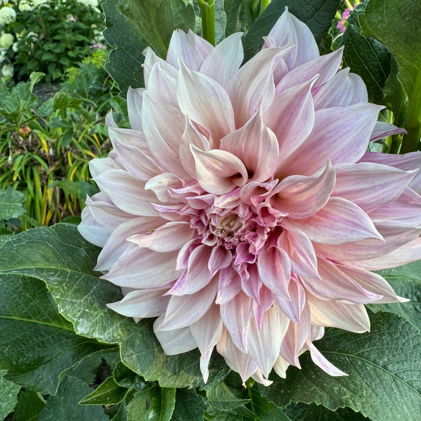 Cafe Au Late Dahlia