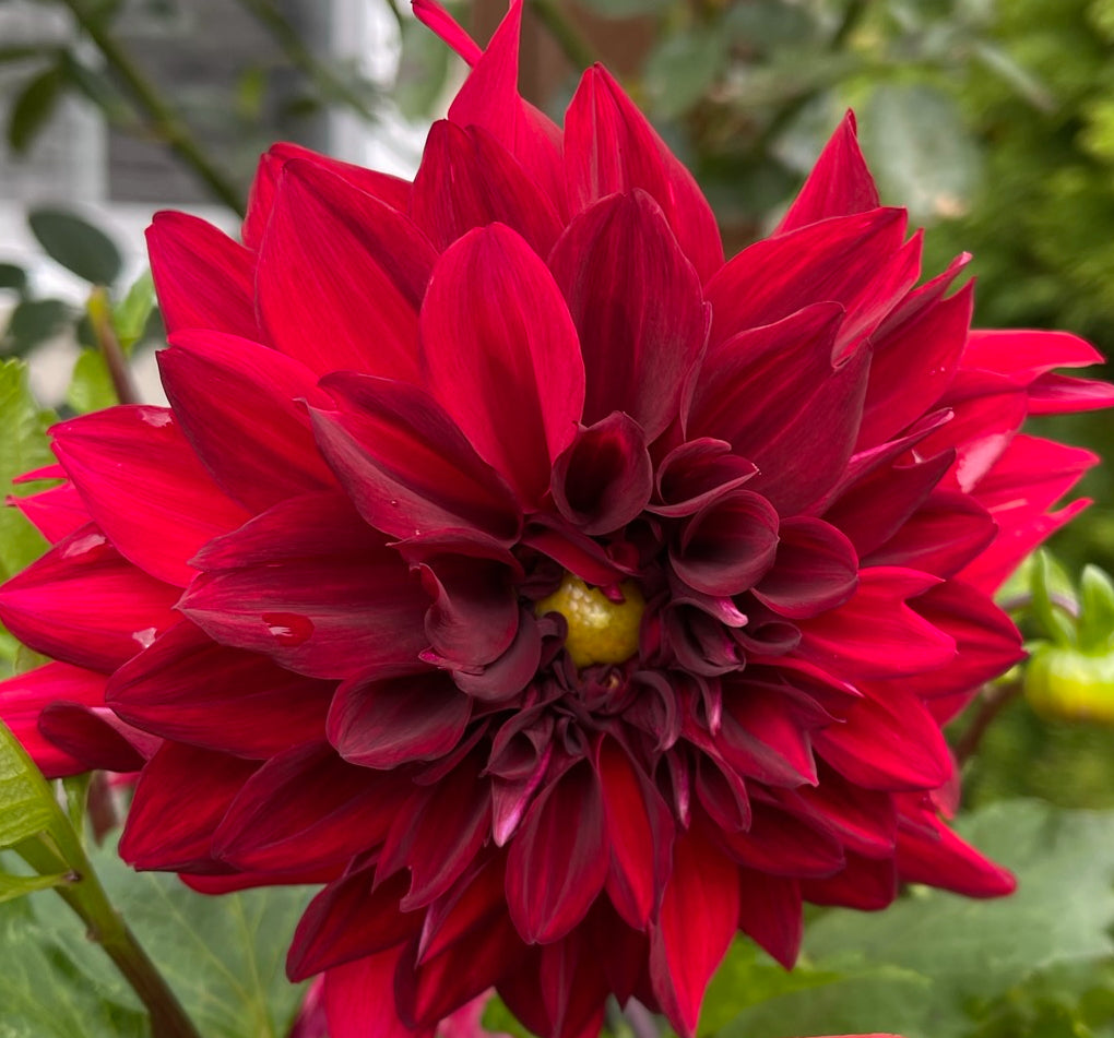 Garden Wonder Dahlia