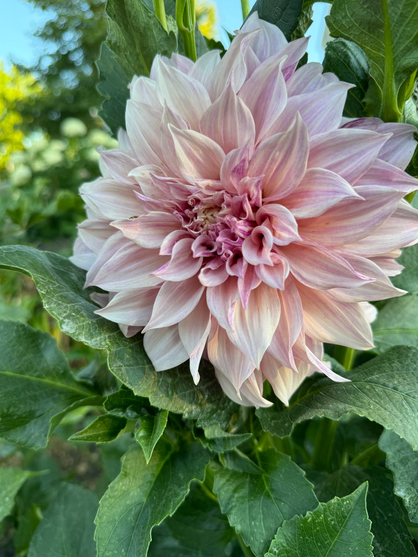 Cafe Au Late Dahlia