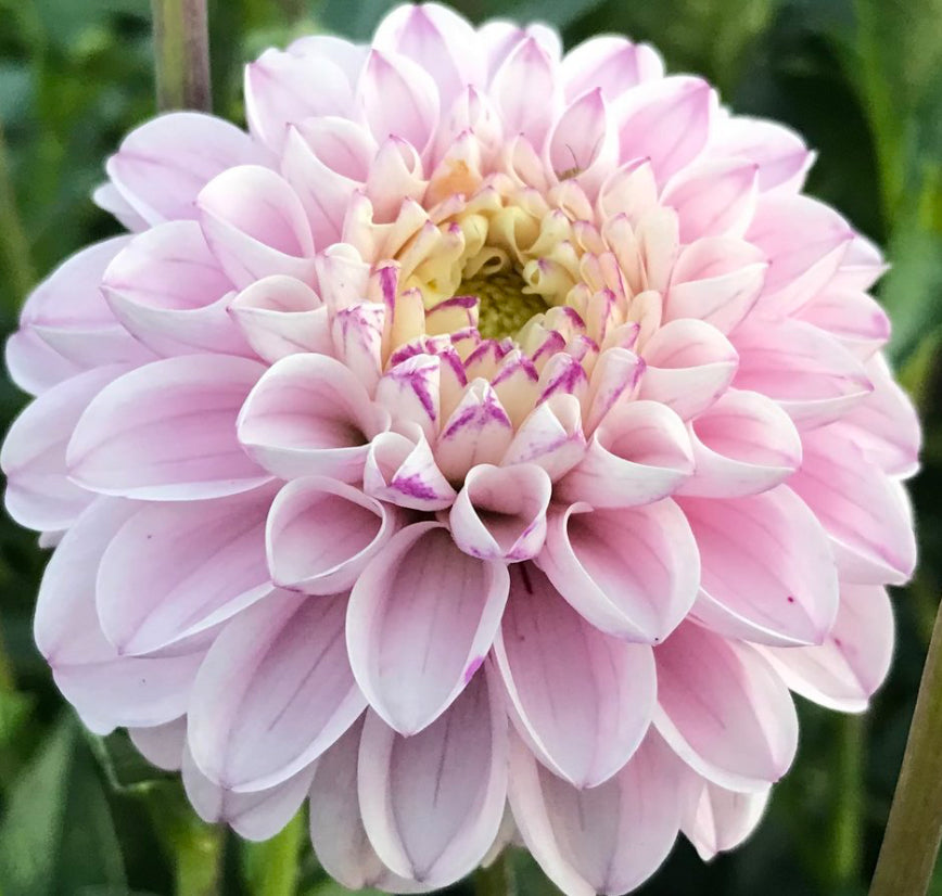 Genova Ball Dahlia