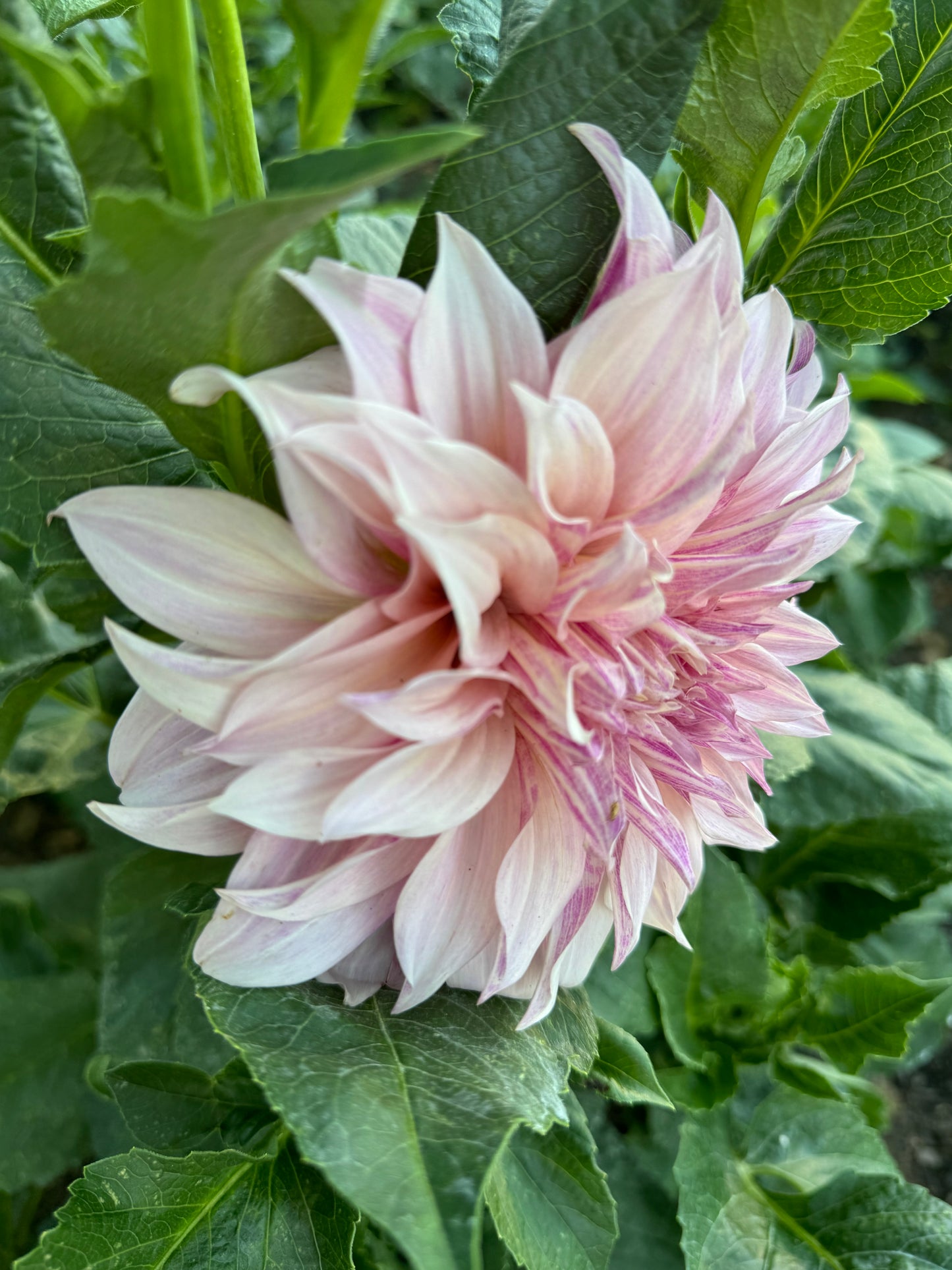 Cafe Au Late Dahlia