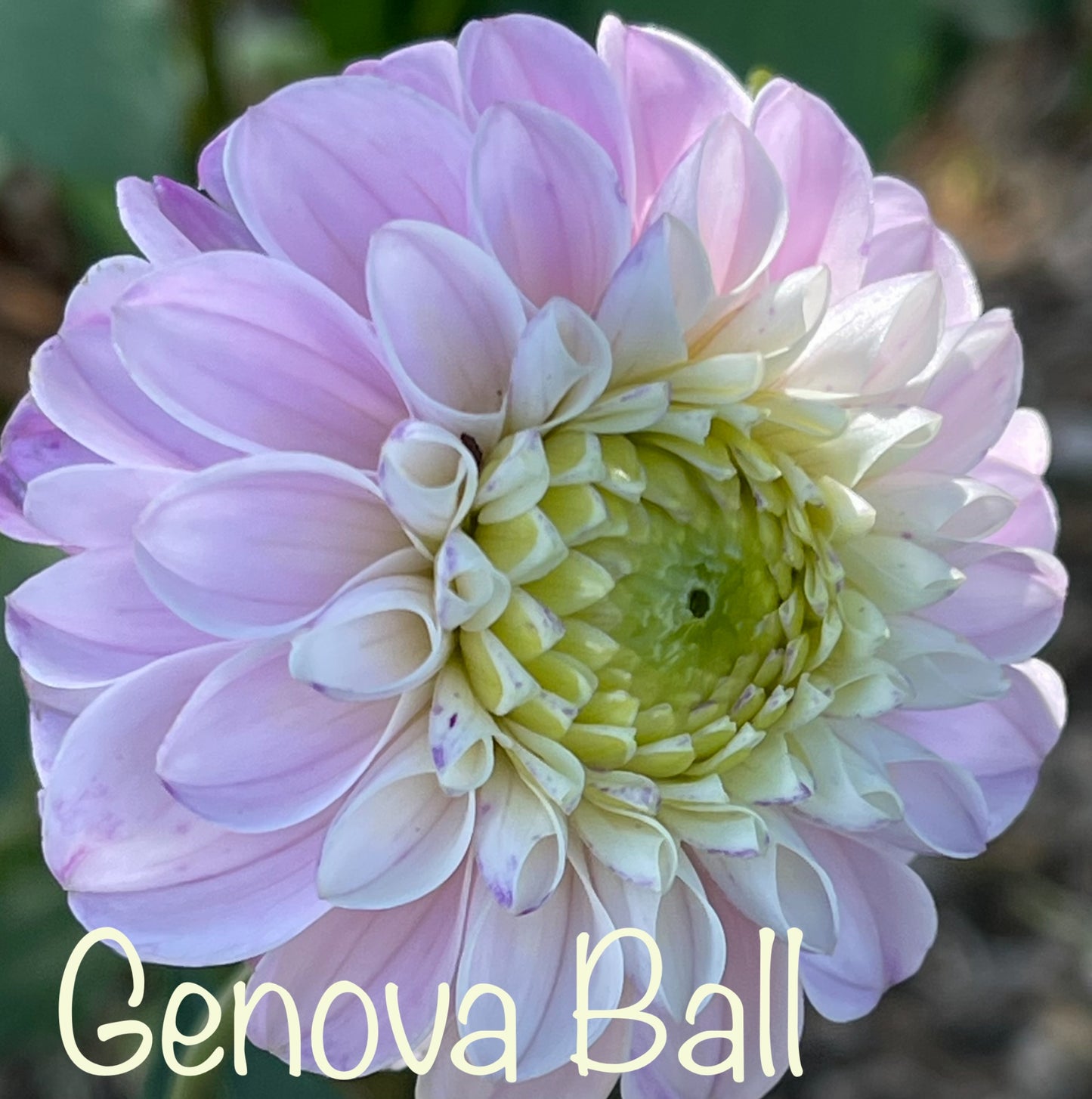 Genova Ball Dahlia